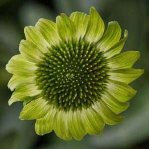 Echinacea purpurea 'Prairie Blaze Green'