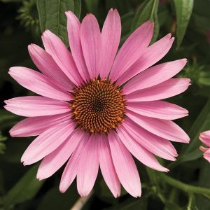 Echinacea purpurea 'Prairie Splendor Deep Rose' jeżówka
