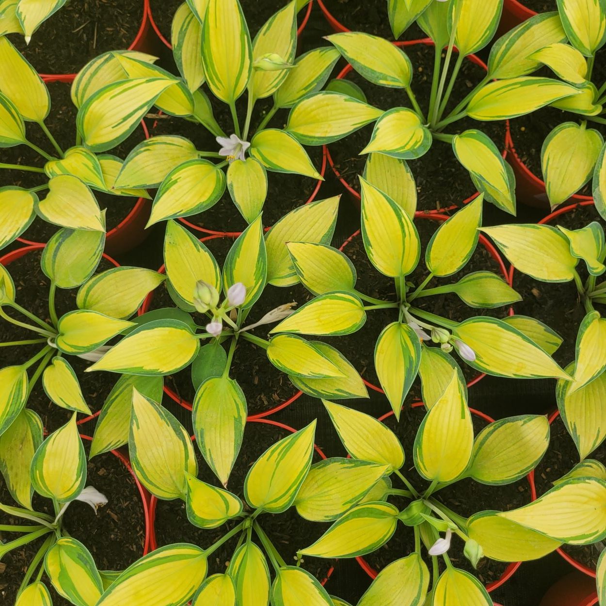 Funkia - Hosta 'June'