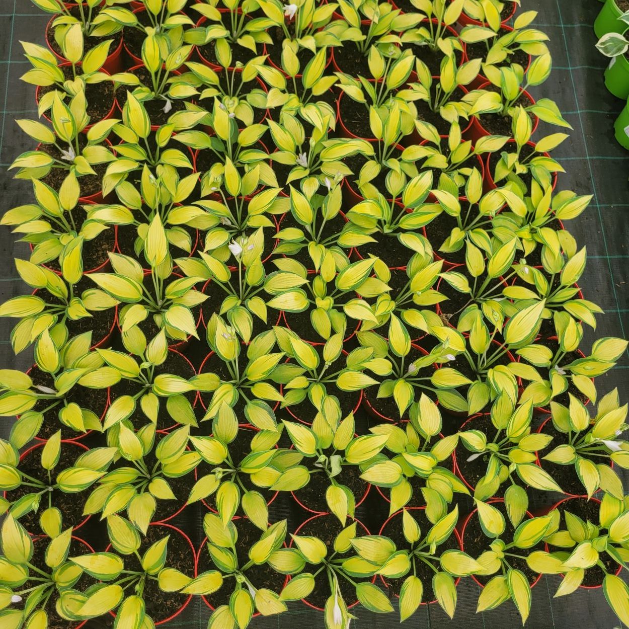 Funkia - Hosta 'June'1