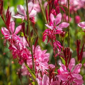 Gaura lindheimeri 'Gaudi Rose' - gaura Lindheimera