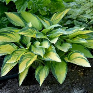 Hosta-Fuknia June11