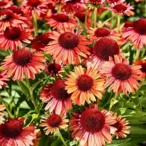 Jezowka Echinacea Meditation Orange2