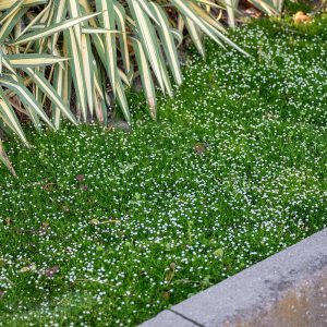 Karminik oscisty 'green moss' sagina subulata