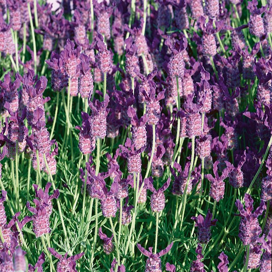 Lawenda francuska 'Blue Star' Lavandula stoechas