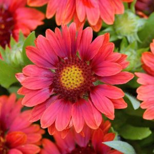 Mesa™ Red Gaillardia aristata Gailardia oścista