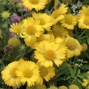 Mesa™ Yellow Gaillardia aristata