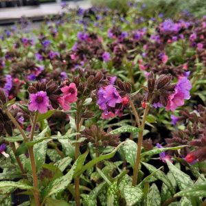 Miodunka 'Silver Bouquet' Pulmonaria
