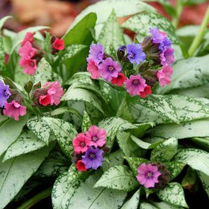 Miodunka mieszańcowa 'Silver Bouquet' Pulmonaria hybrida 'Silver Bouquet'