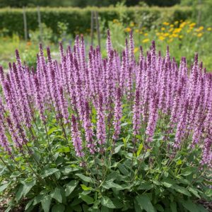 Salvia nemorosa 'Caradonna Pink'