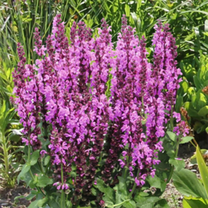Salvia nemorosa 'Royal Magenta'