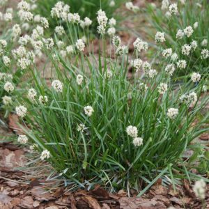 Sesleria Skalna - Sesleria caerulea