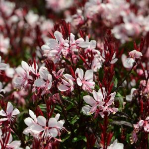 gaura gaudi medium pink impr