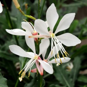 gaura lindheimeri gaudi medium white