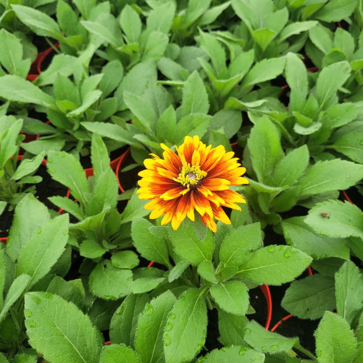 jamaica_rudbeckia-hirta