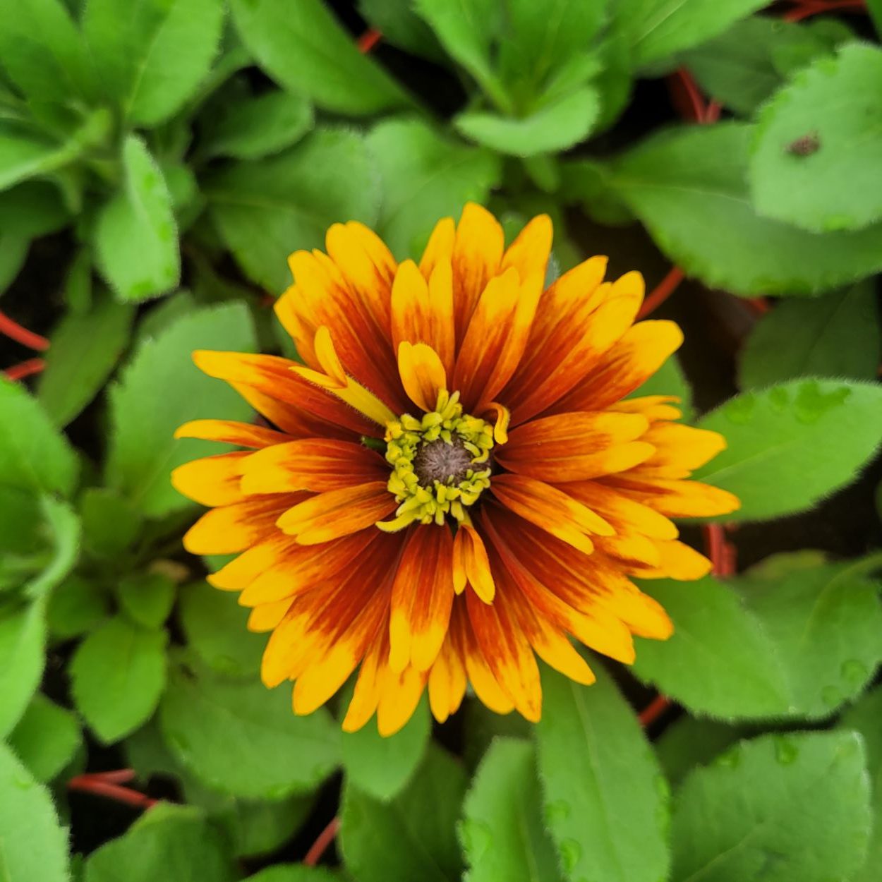 Rudbekia 'Jamaica' - obrazek 4