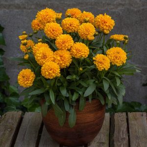 solanna-golden-sphere_coreopsis-grandiflora-nachyłek11