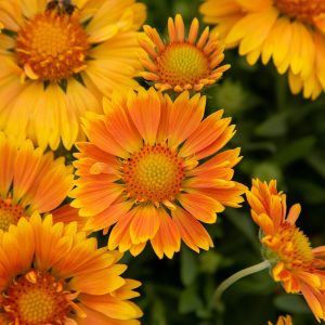 spintop-mango_gaillardia-aristata1