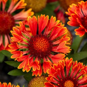 spintop-mariachi-red-sky-carousel_gaillardia-aristata