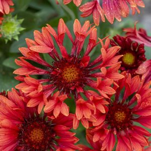 spintop-mariachi-red_gaillardia-aristata