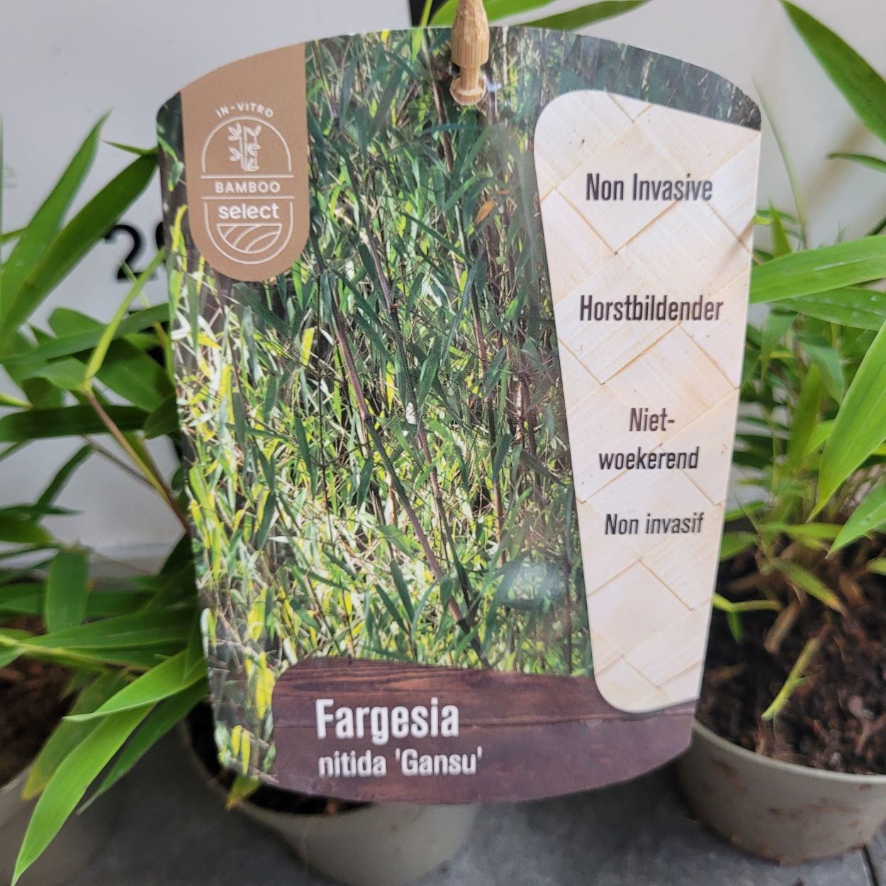 Bambus- Fargezja lśniąca 'Gansu'Fargesia nitida1