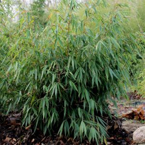 Bambus- Fargezja olbrzymia 'Pingwu' Fargesia robusta
