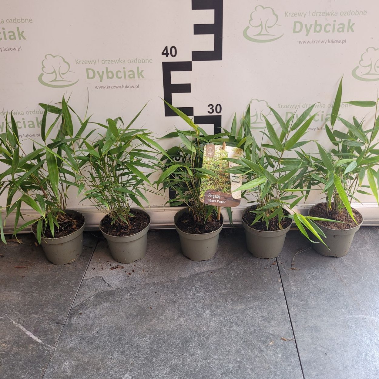 Bambus- Fargezja olbrzymia 'Pingwu' Fargesia robusta1