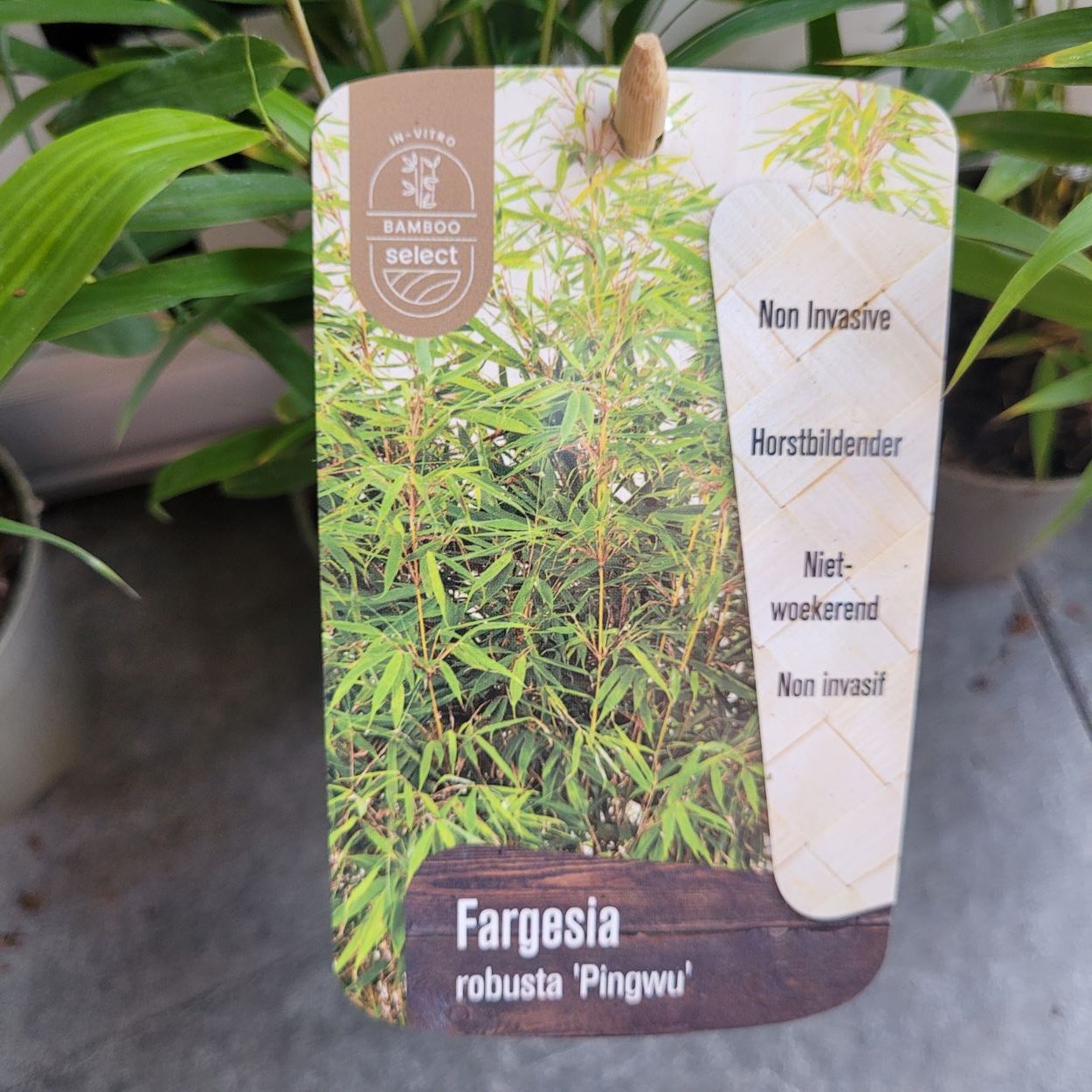 Bambus- Fargezja olbrzymia 'Pingwu' Fargesia robusta2
