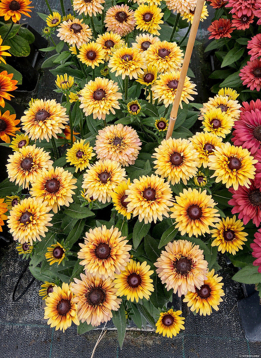 Flamenco Vanilla Rudbeckia hirta