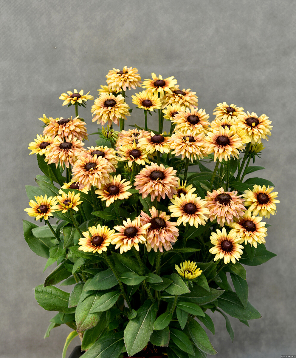 Flamenco Vanilla Rudbeckia hirta1
