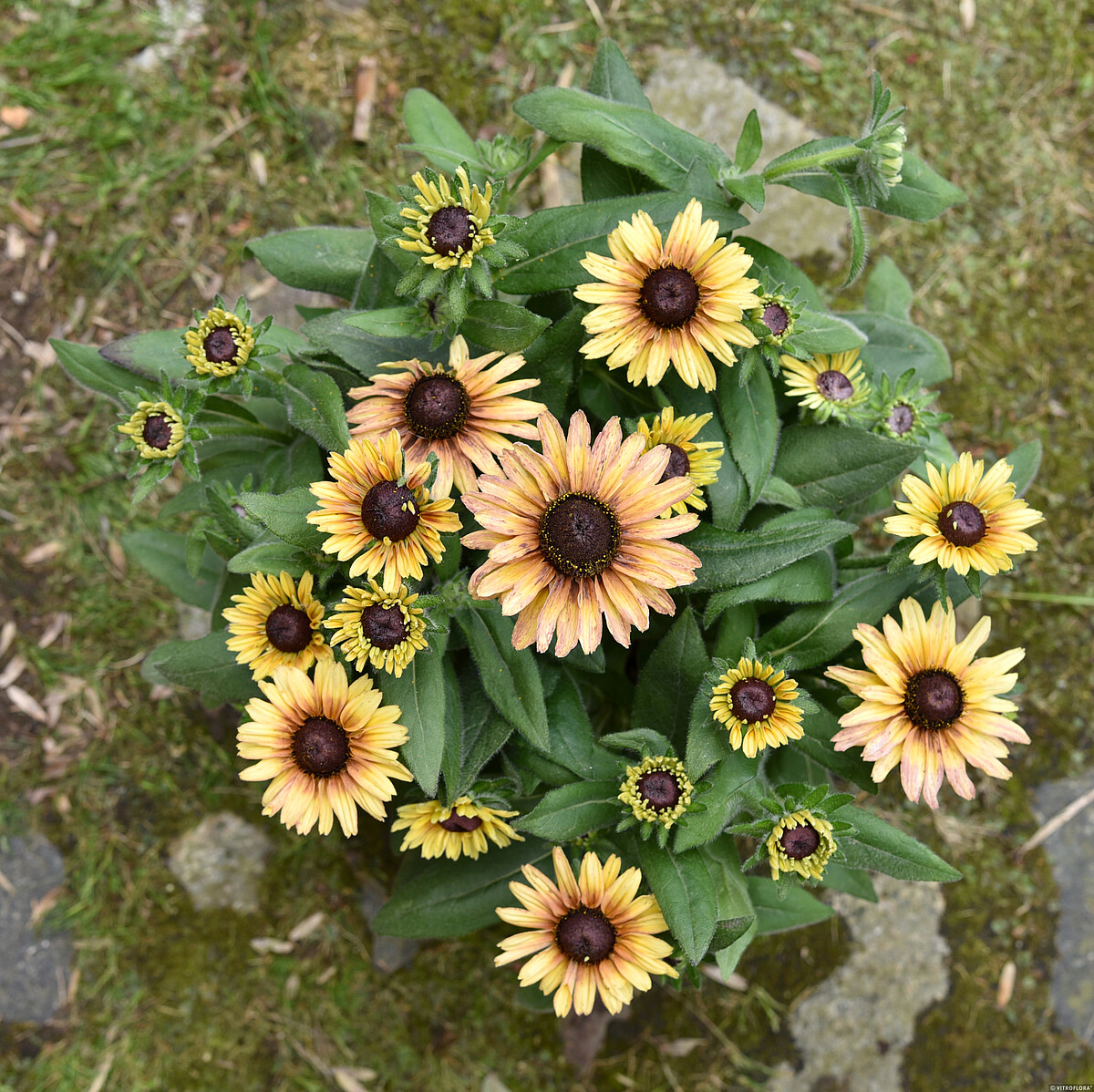 Flamenco Vanilla Rudbeckia hirta2