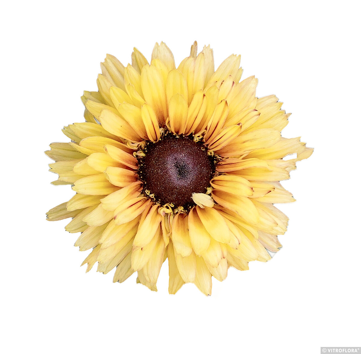 Flamenco Vanilla Rudbeckia hirta4