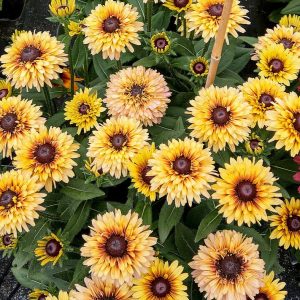 Flamenco Vanilla Rudbeckia hirta5