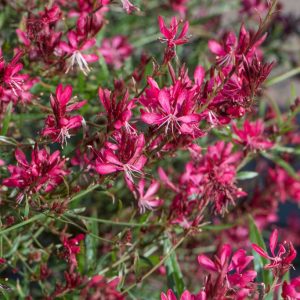 Gaura Lindheimera ‘Gaudi Compact Red’