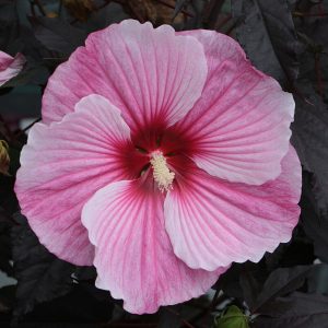 Hibiskus bylinowy 'Starry Night' Hibiscus hybrida 'Starry Night'1