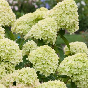 Hortensja bukietowa 'Little Lime' Hydrangea paniculata