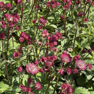 Jarzmianka Astrantia Magical Red1