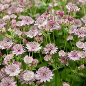 Jarzmianka Astrantia Pink Button1