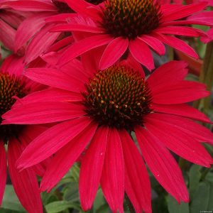 Jeżówka 'Glowing Dream' Echinacea hybrida 'Glowing Dream'