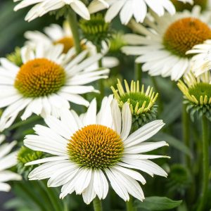 Jeżówka 'Pearl™ White' Echinacea 'Pearl™ White'5