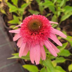 Jeżówka purpurowa 'Delicious Strawberry' Echinacea purpurea 'Delicious Strawberry'1