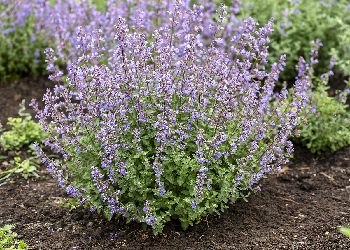 Kocimietka Purrsian Blue Nepeta x faassenii
