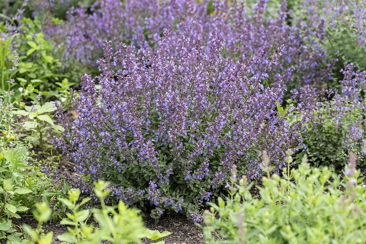 Kocimietka Purrsian Blue Nepeta x faassenii1