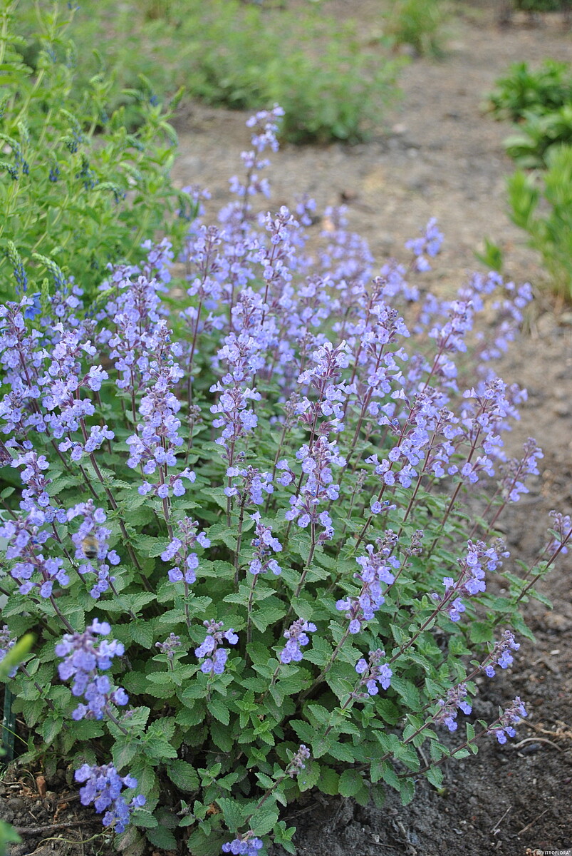 Kocimietka Purrsian Blue Nepeta x faassenii2