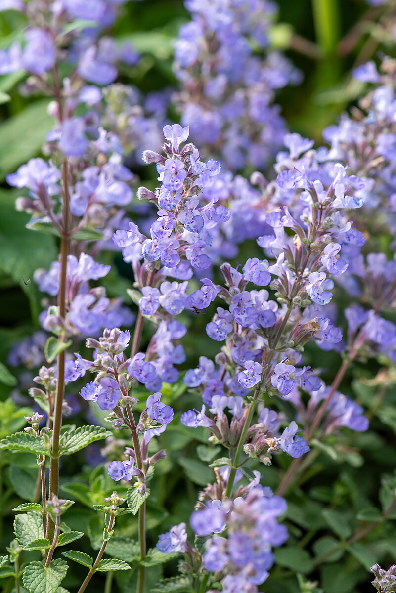 Kocimietka Purrsian Blue Nepeta x faassenii3