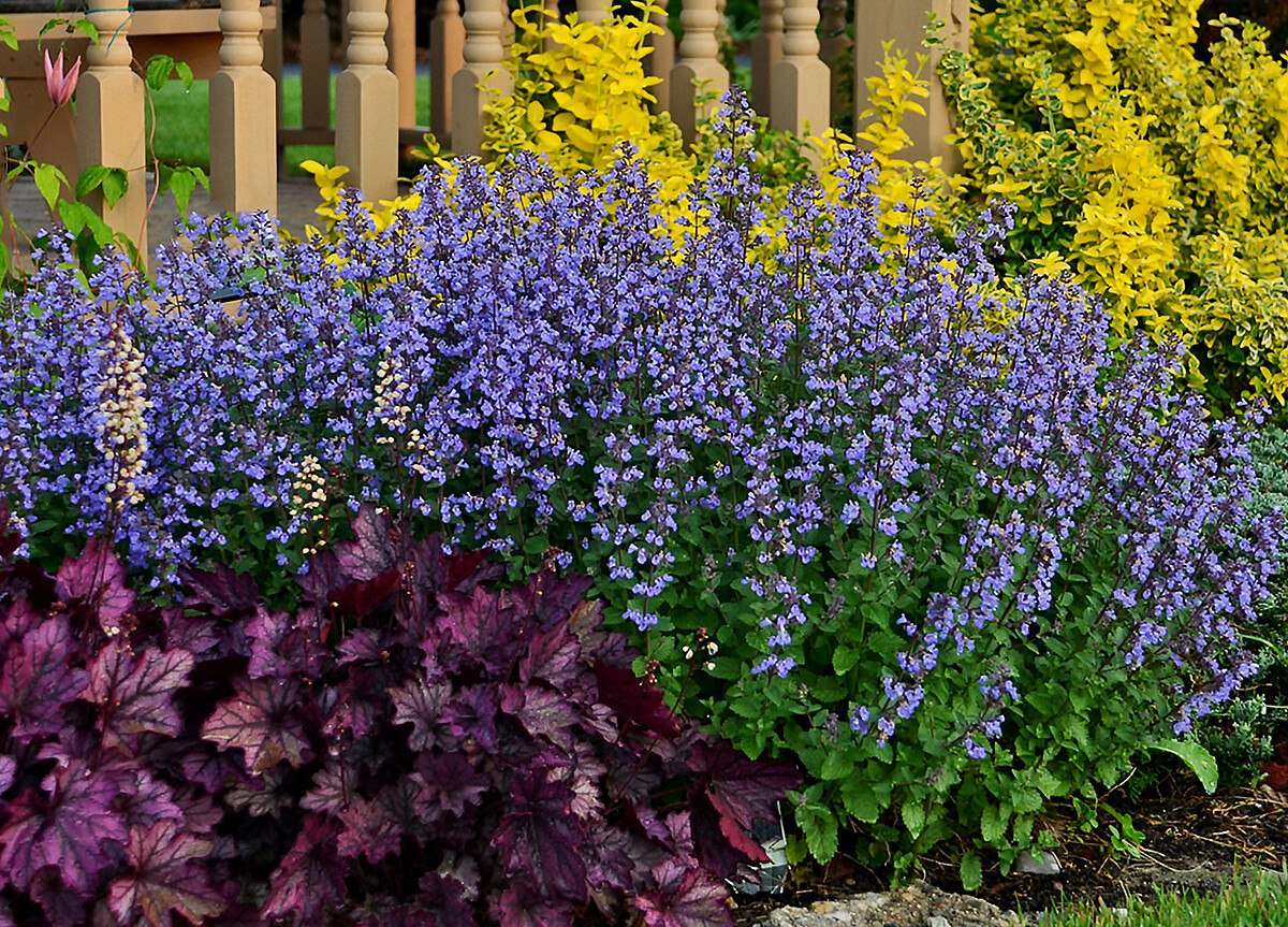 Kocimietka Purrsian Blue Nepeta x faassenii4