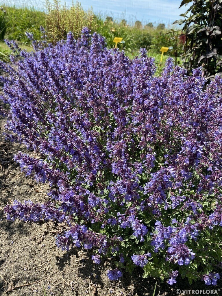 Kocimietka Purrsian Blue Nepeta x faassenii5
