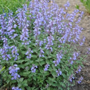 Kocimietka Purrsian Blue Nepeta x faassenii6