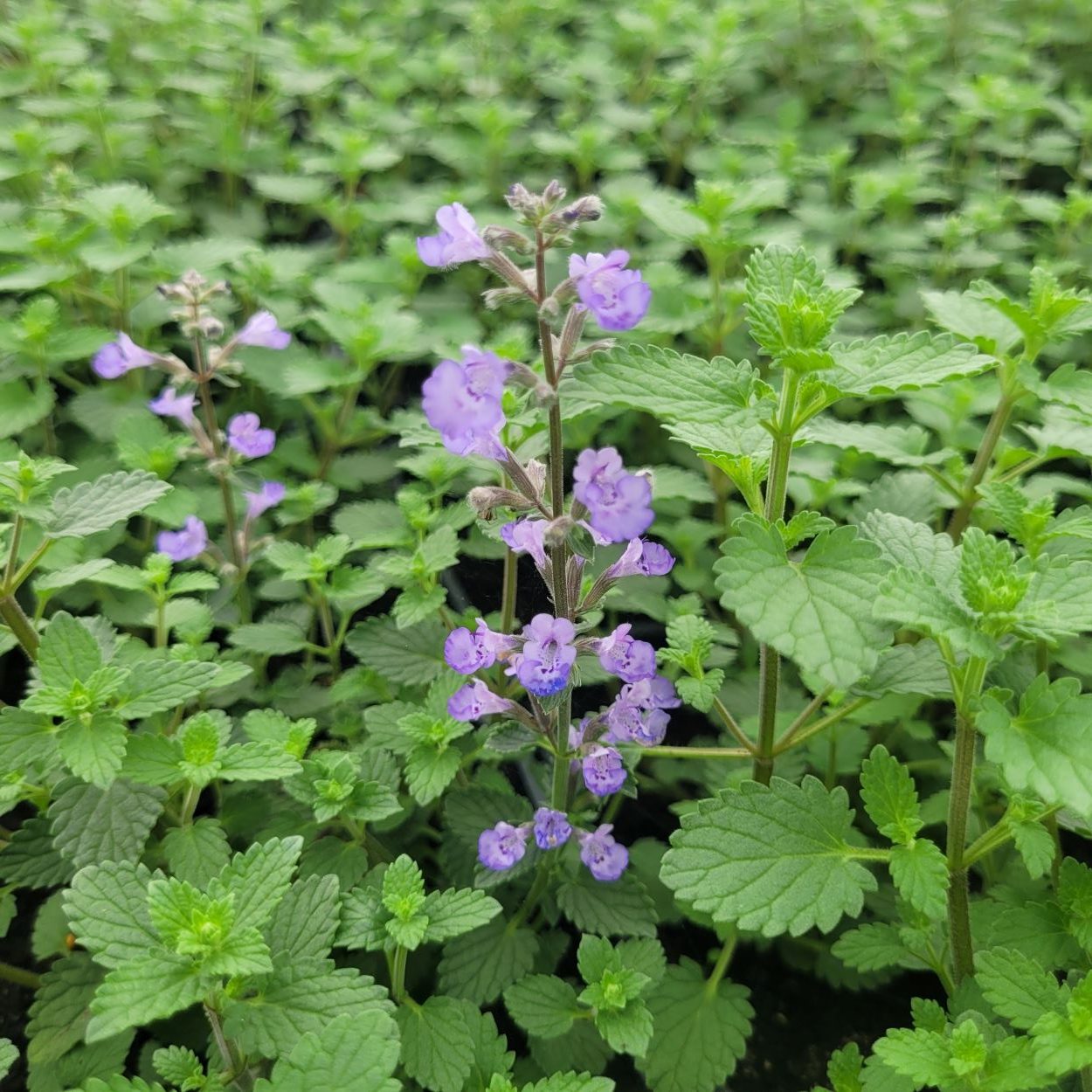 Kocimietka Purrsian Blue Nepeta x faassenii8 (1)