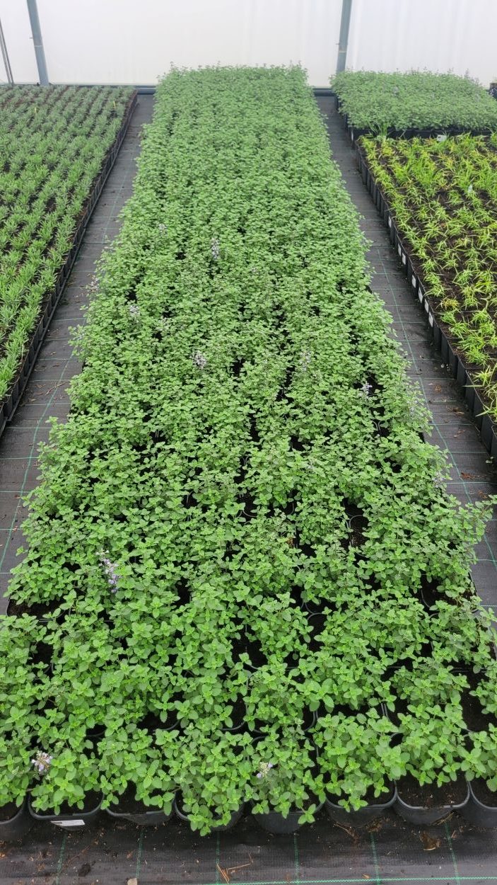 Kocimietka Purrsian Blue Nepeta x faassenii8 (2)